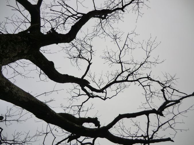 Branches